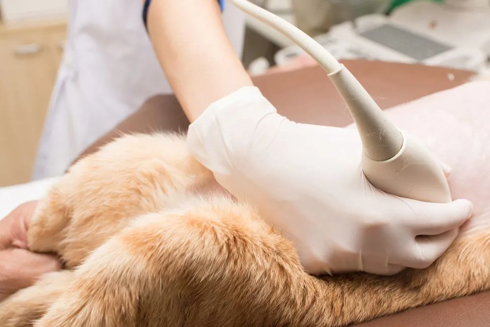 Veterinary Ultrasound